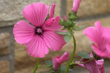 IMG_6140a.jpg