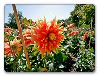 P1180679_ji_jiw.jpg P1180679_ji_jiw.jpg