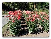 P1180683_ji_jiw.jpg P1180683_ji_jiw.jpg