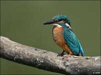 c_DSC_7175.jpg