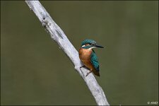 c_DSC_7147.jpg