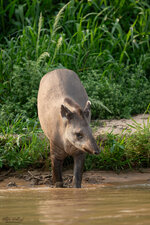 DSC_9123_Flachlandtapir.jpg DSC_9123_Flachlandtapir.jpg