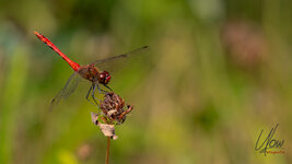 Blutrote Heidelibelle_2025_003.JPG