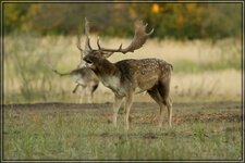IMG_8019_1.jpg