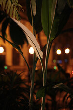 IMG_8756.jpg
