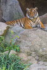 Tiger1200.jpg