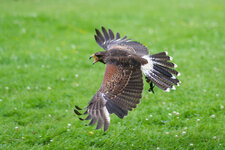 IMG_5556k.jpg
