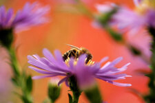 Biene hinter Blumen.jpg