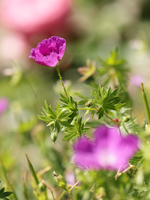 IMG_4183a.png