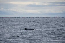 comp_Norwegen 2016-8888.jpg