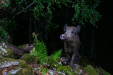 camera_trap_jura-195.jpg