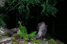 camera_trap_jura-193.jpg