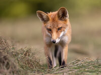 Rotfuchs 8975 2 (1 von 1).jpg