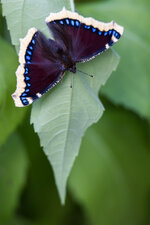 20250809-IMG_8554-b-b.jpg