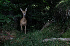 20250824_112817_camera_trap_jura_251.jpg