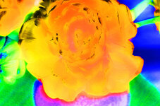 Tulpe, Farbe ins Leben.jpg