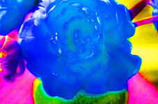 Tulpe, Farbe ins Leben --- Blaue Blume.jpg