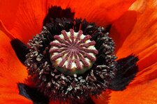 DSC07928 Riesen Klatschmohn 2023 F9 65mm klein.jpg