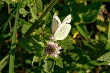 DSCF9913.JPG