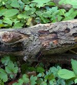 PXL_20250914 Raupe Baum 2025 1920.jpg