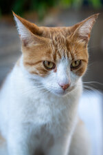 cat2.jpeg