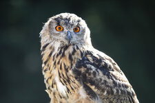 Mittelalterfest_Prandegg_2025_001.jpg Mittelalterfest_Prandegg_2025_001.jpg