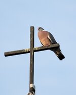 IMG_7616a.jpg