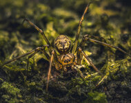 Spider.jpg