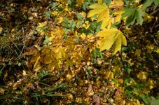 DSC_0975_1.jpg