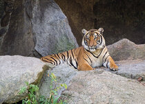 tiger.jpg