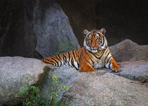 tiger Kopie.jpg