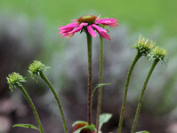 IMG_2407b_DSLR.jpg