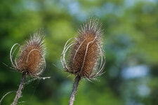 20120517-IMG_2819.jpg