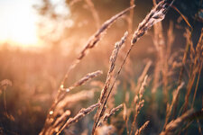 DSCF9794.jpg DSCF9794.jpg