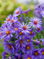 PA050762_DxO.jpg PA050762_DxO.jpg