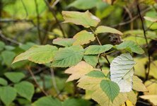 blatt 2.jpg