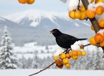 Amsel im Baum.jpg