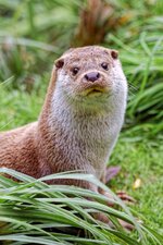 Otter II.jpg