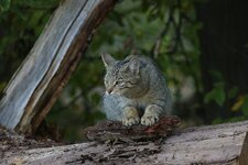 comp_Wildkatze-9177.jpg