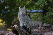 comp_Wildkatze-9166.jpg