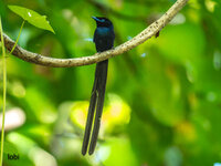 Seychelles Paradise Flycatcher.jpg