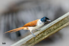 Seychelles Paradise Flycatcher-2.jpg