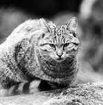 Wildkatze.jpg