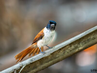 Seychelles Paradise Flycatcher-3.jpg