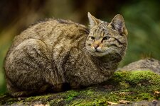 Wildkatze II.jpg