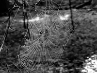 PXL_20250715 Spinnennetz SW 1920.jpg