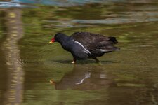 comp_Teichhuhn -6590.jpg