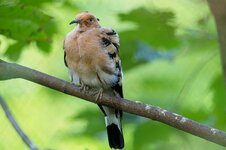 DSC00184k.jpg