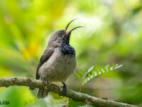 Seychelles Sunbird-2.jpg