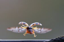 R5II7344-038.jpg